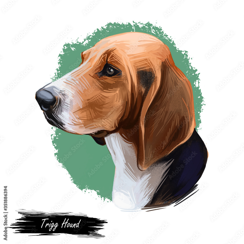 Trigg Hound Puppy isolated digital art illustration. Hand drawn