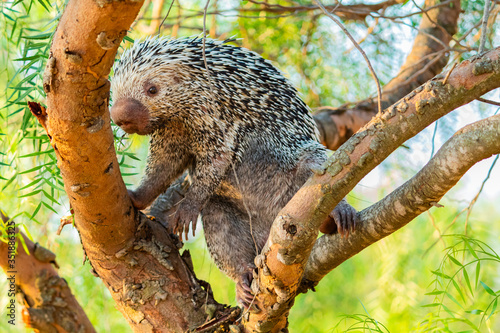 Hedgehog, Porcupine, Porco-espim photo