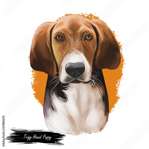 Trigg Hound Puppy isolated digital art illustration. Hand drawn dog muzzle portrait, puppy cute pet. Dog breeds originating from United States. American English Foxhound, bred to hunt foxes by scent. photo