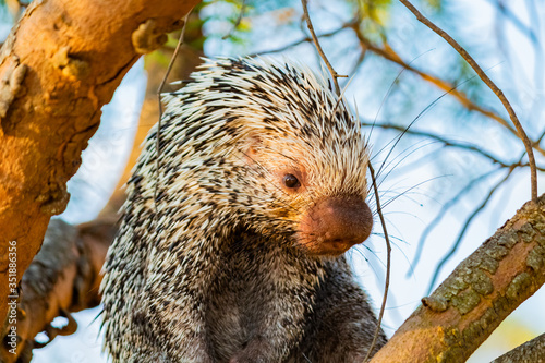 Hedgehog, Porcupine, Porco-espim photo