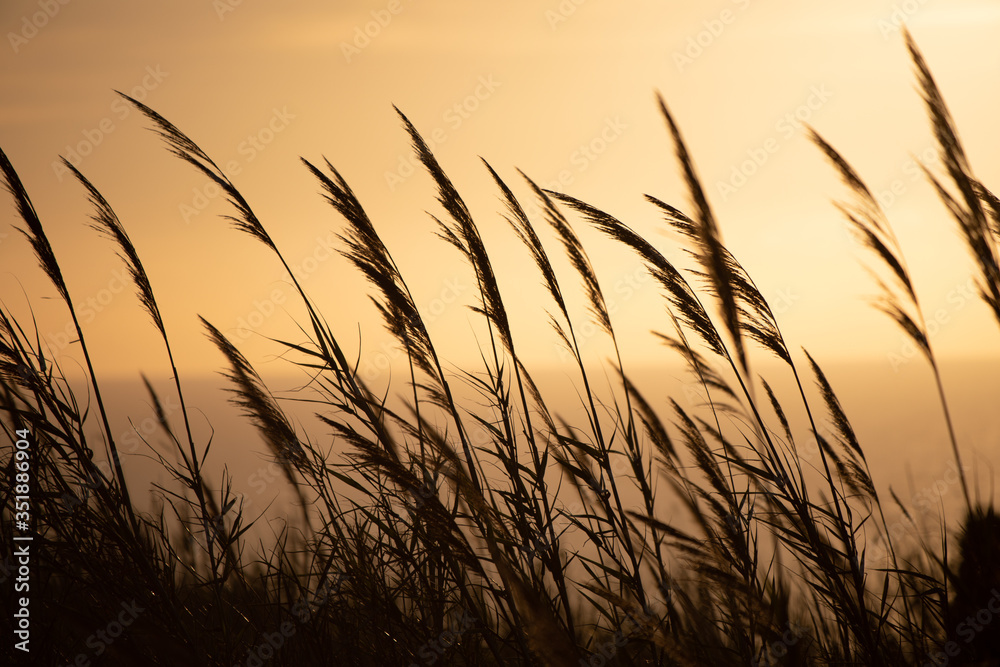 Grass against the backdrop of sunset in Portugal Grass against the backdrop of sunset in Portugal