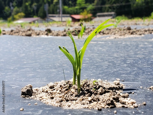 spring corn in the ground