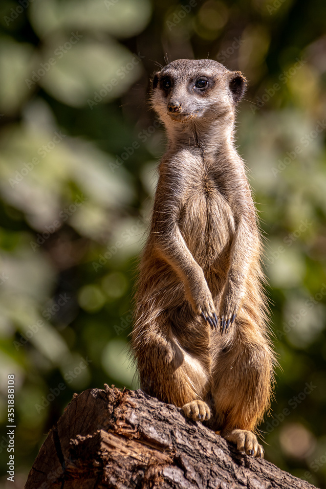 Meerkat on a stump Meerkat on a stump