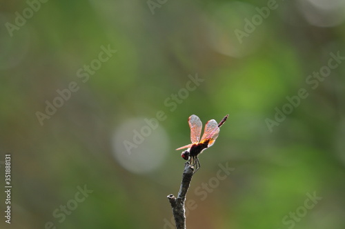 close up detail of dragonfly. dragonfly image is wild with green and bokeh background.