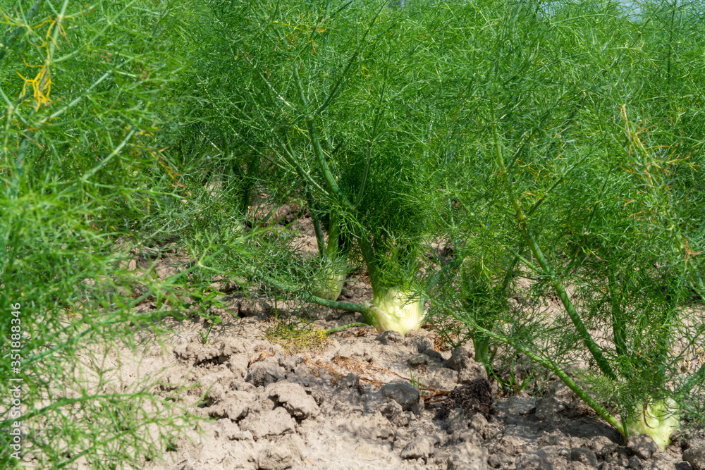 Obraz premium Farm field with growing green annual Florence Fennel bulbing plants. Foeniculum vulgare azoricum.