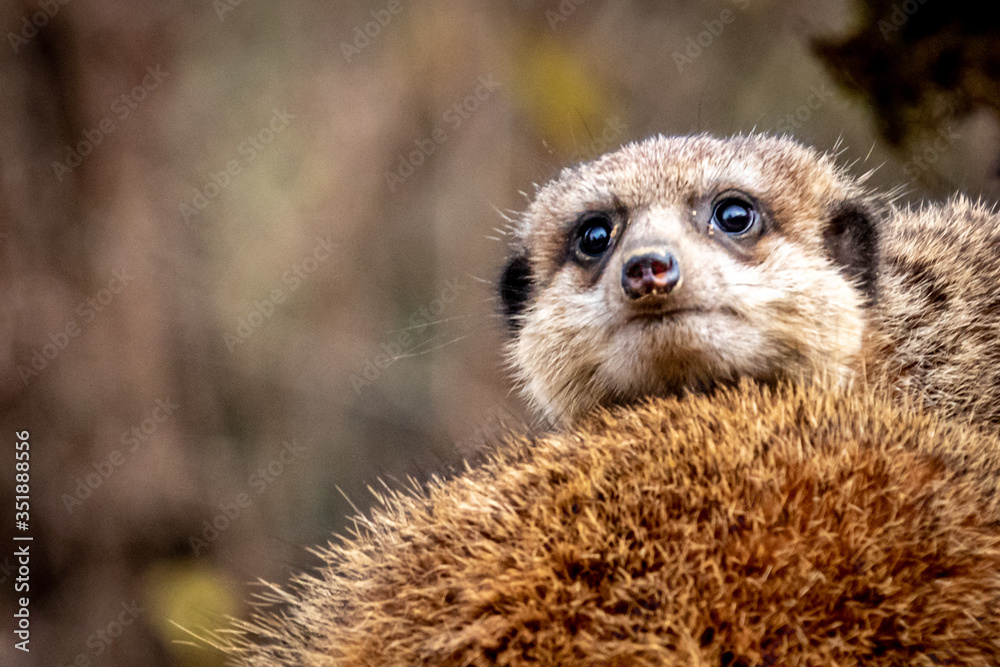 Fototapeta premium a small meercat looking across the back of another meercat