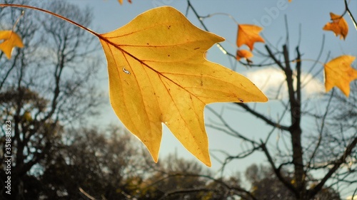A yellow leaf on blue sky background with a dark blurred silhouette.