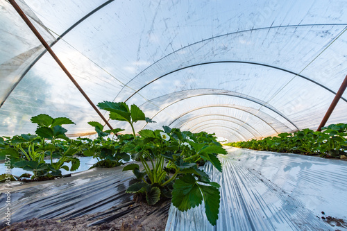 Cultivation of strawberry fruits using the plasticulture method, plants growing on plastic mulch in walk-in greenhouse tunnels