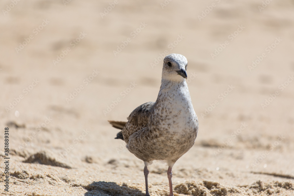 Seagull on the sand on a sunny day Seagull on the sand on a sunny day