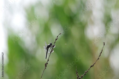 close up detail of dragonfly. dragonfly image is wild with green and bokeh background. © Zeynel