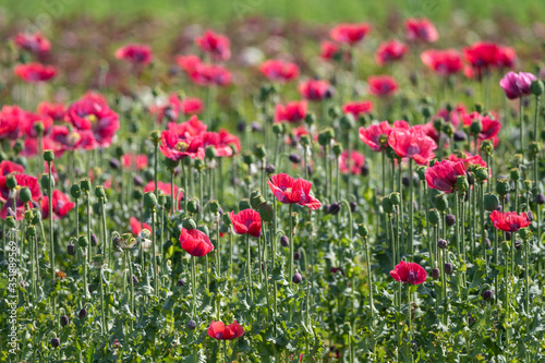 Big garden red poppy flowers nature background © barmalini
