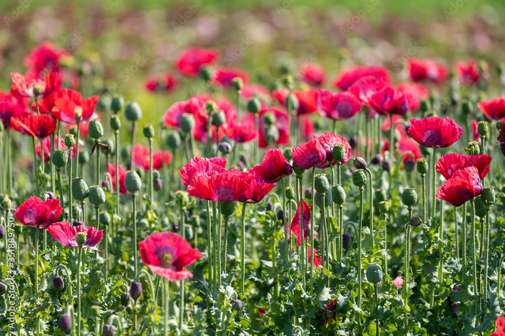 Big garden red poppy flowers nature background