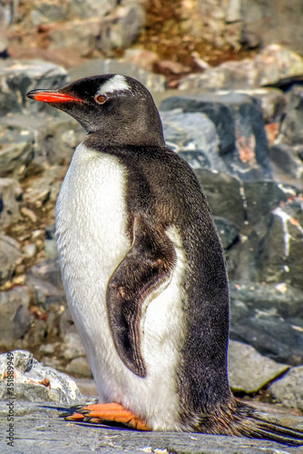 Antarctica