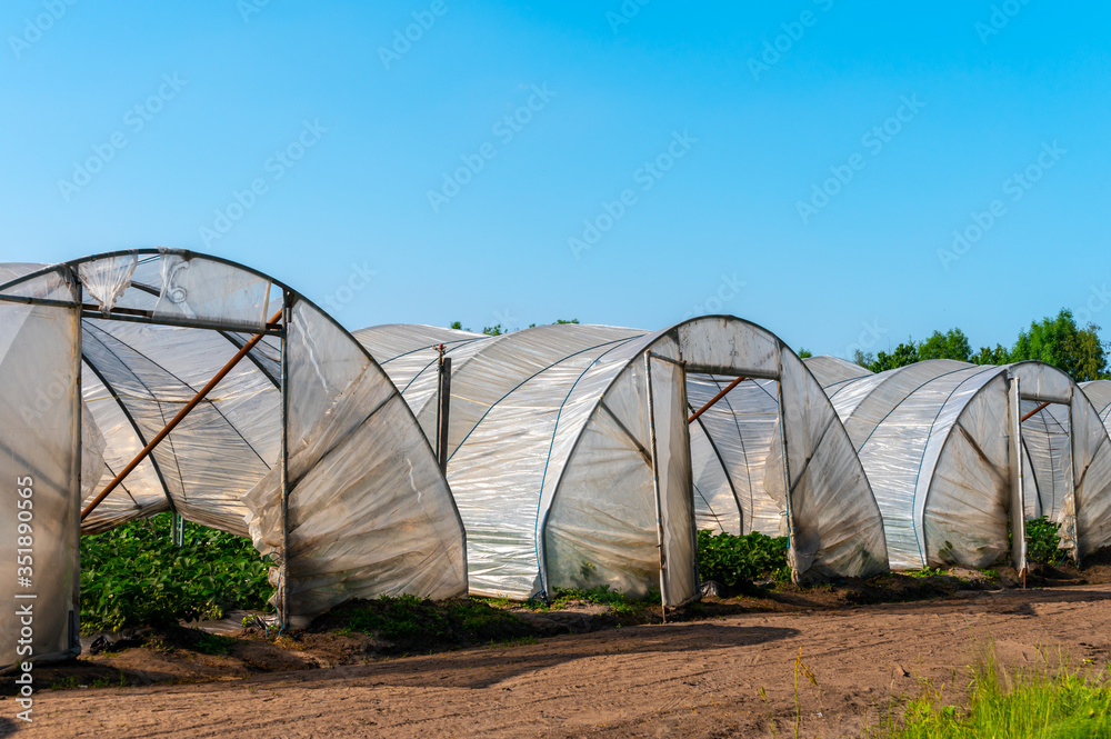 Cultivation of strawberry fruits using the plasticulture method, plants growing on plastic mulch in walk-in greenhouse tunnels