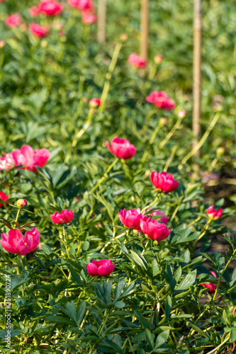 Blossom of pink peony flowers on farm field in Netherlands © barmalini