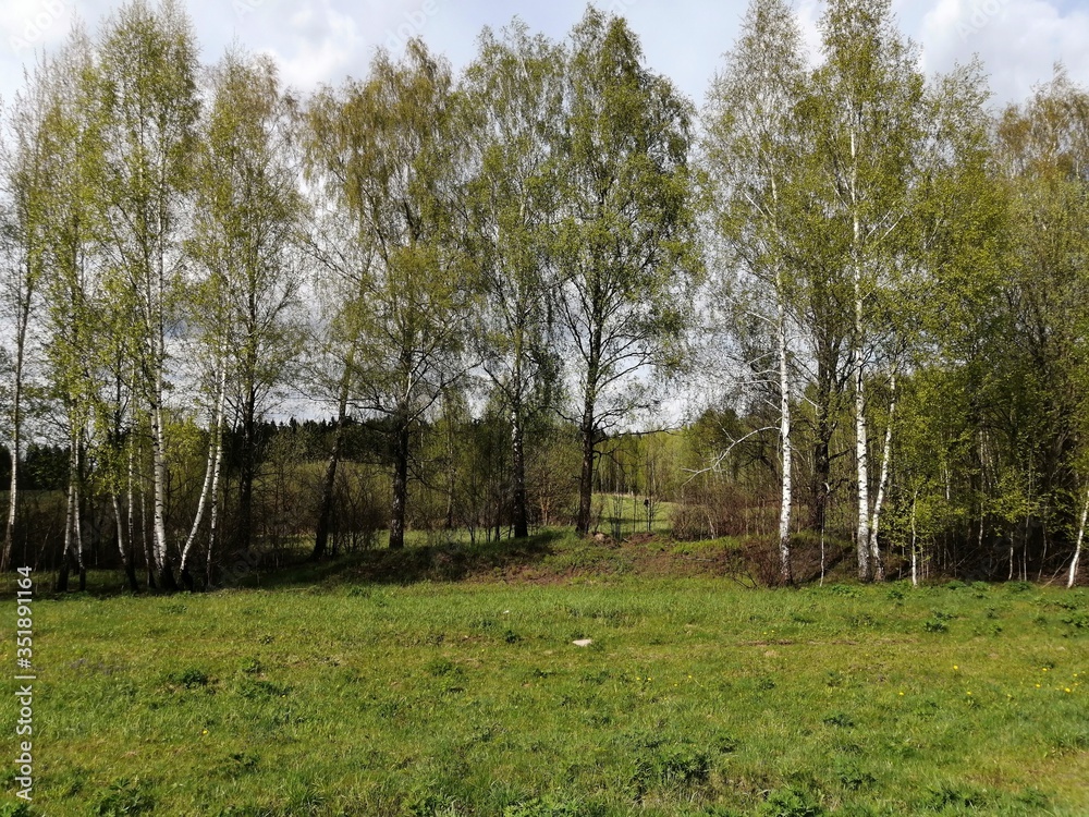 Obraz premium trees grove birch green grass landscape