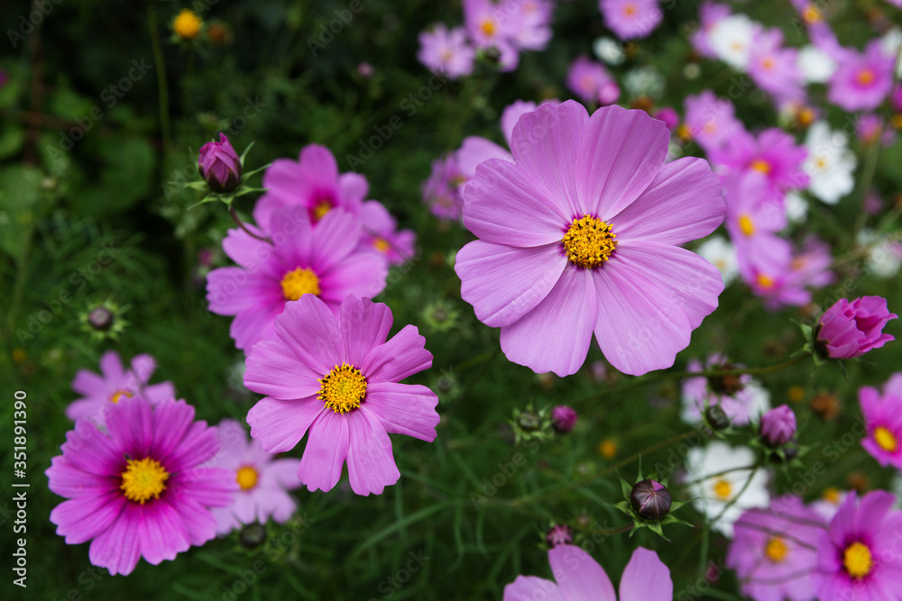 Texture of mexican aster flowers in a flowerbed on a background of green leaves. Texture of mexican aster flowers in a flowerbed on a background of green leaves.