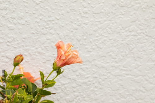 orange flower against a white stucco wall