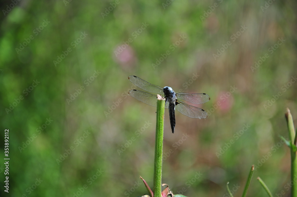 close up detail of dragonfly. dragonfly image is wild with green and bokeh background. close up detail of dragonfly. dragonfly image is wild with green and bokeh background.