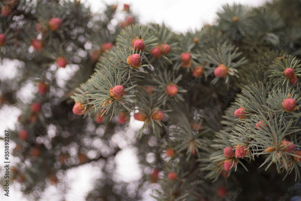 spruce branches with small cones in spring spruce branches with small cones in spring