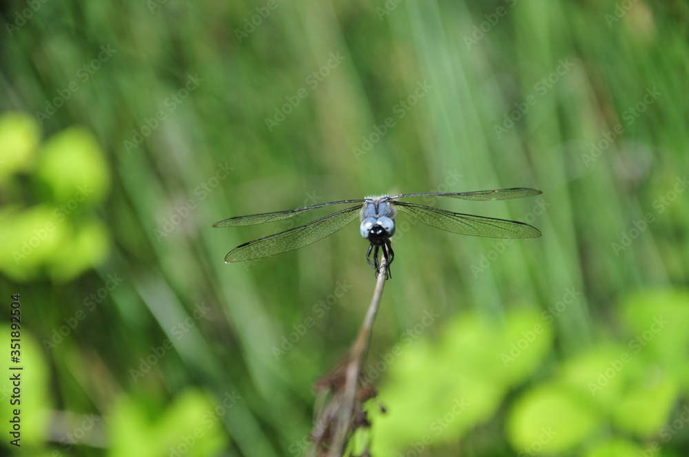 close up detail of dragonfly. dragonfly image is wild with green and bokeh background. close up detail of dragonfly. dragonfly image is wild with green and bokeh background.