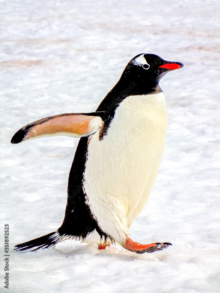 Obraz premium Antarctica