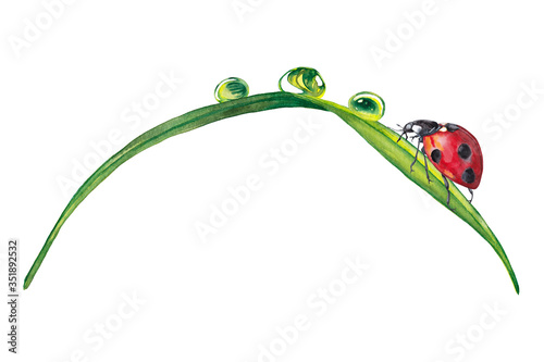 Illustration of realistic summer plant. Colorful green grass with dew drops and ladybug. Fragment of garden wildlife. Watercolor hand painted isolated elements on white background.