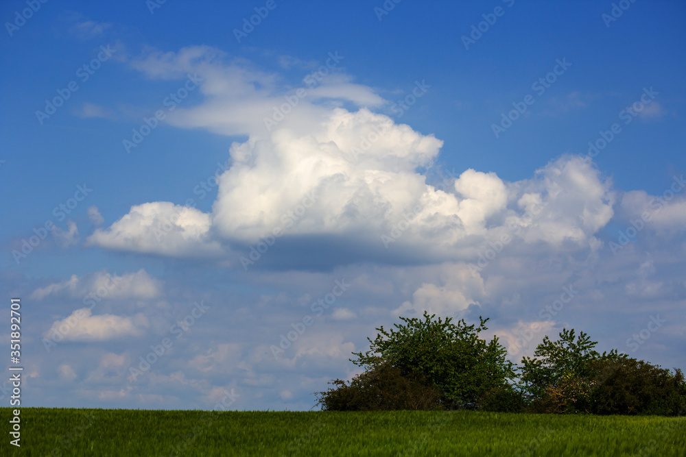 bushes and trees behind a cornfield, with white clouds in the sky bushes and trees behind a cornfield, with white clouds in the sky