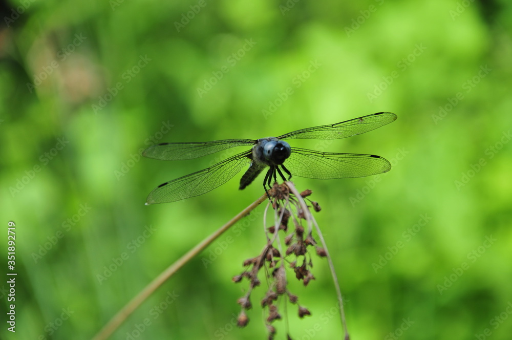 close up detail of dragonfly. dragonfly image is wild with green and bokeh background. close up detail of dragonfly. dragonfly image is wild with green and bokeh background.