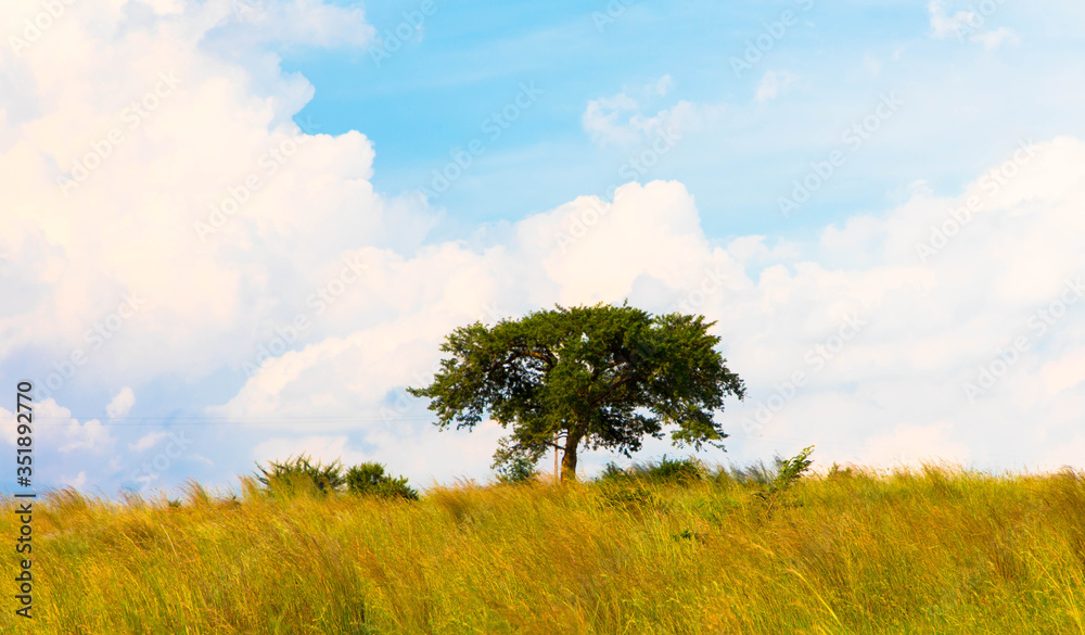 Acacia tree in the open savanna, south africa Acacia tree in the open savanna, south africa