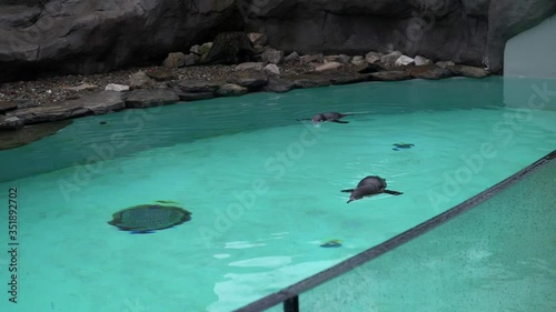 Two penguins swim in the pool in the zoo.