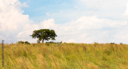 Acacia tree in the open savanna, south africa