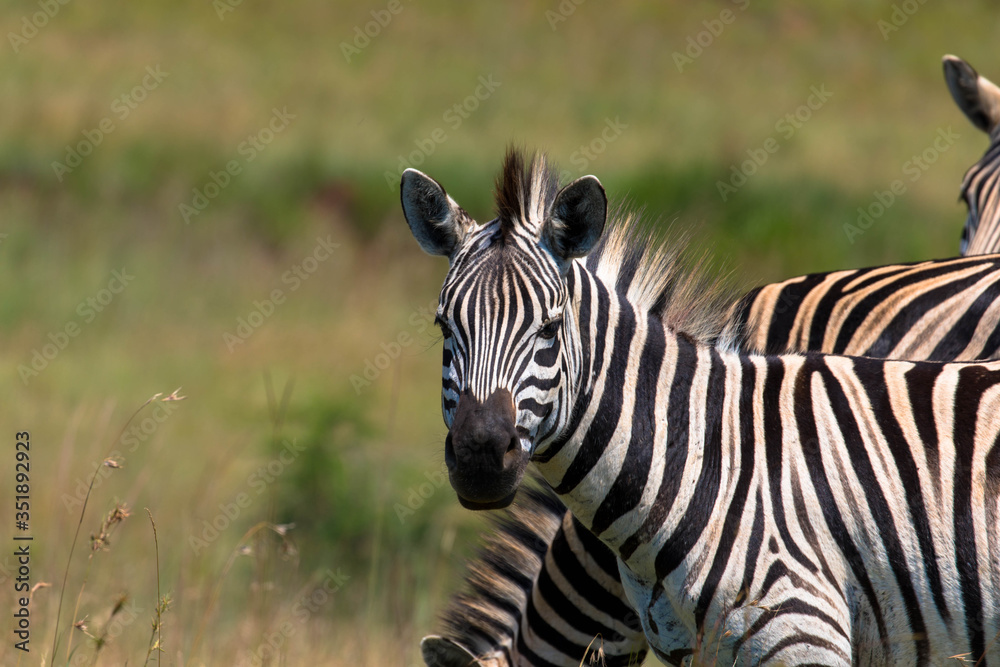 Portrait of a Zebra in Africa, natural habitat Portrait of a Zebra in Africa, natural habitat