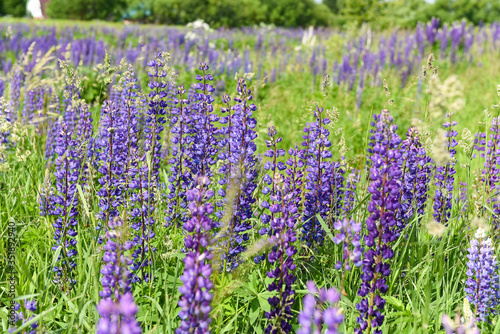 field of purple lupine in the Sunny weather