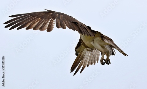 Osprey -  It is a large raptor, reaching more than 60 cm in length and 180 cm across the wings.
