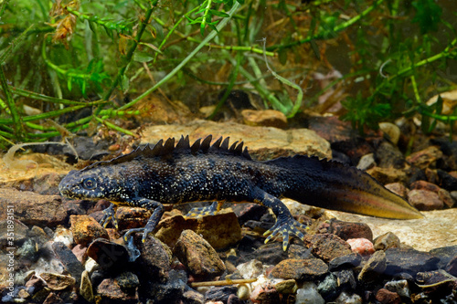 Kammmolch (Triturus cristatus) Männchen - crested newt, male photo