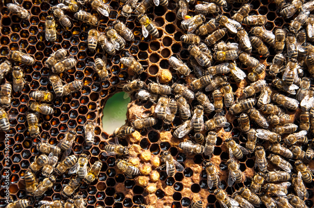 honeycomb with bee on it honeycomb with bee on it