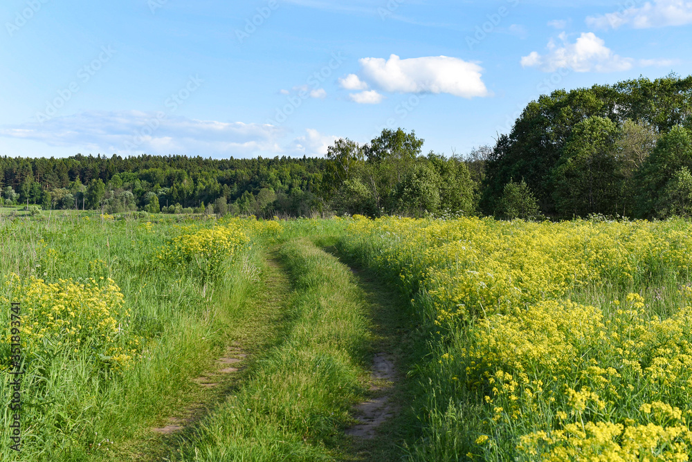 a grassy road in a field of flowers