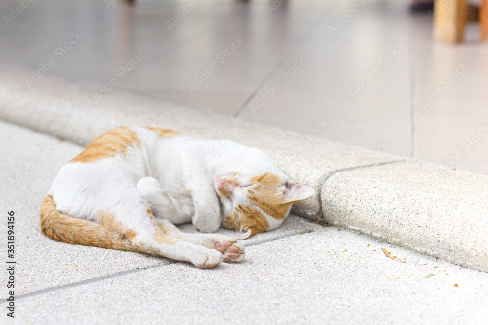 A white and yellow cat sleeping outside on cement floor A white and yellow cat sleeping outside on cement floor
