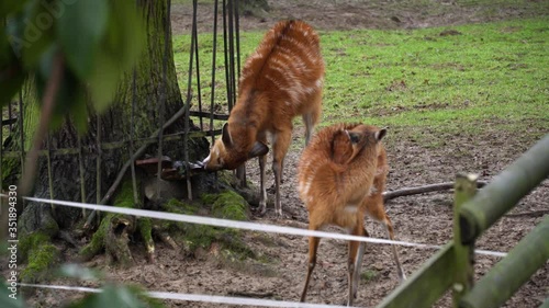 Two young white-tailed deer in the zoo. One of them eats something and enother cleans its fur.