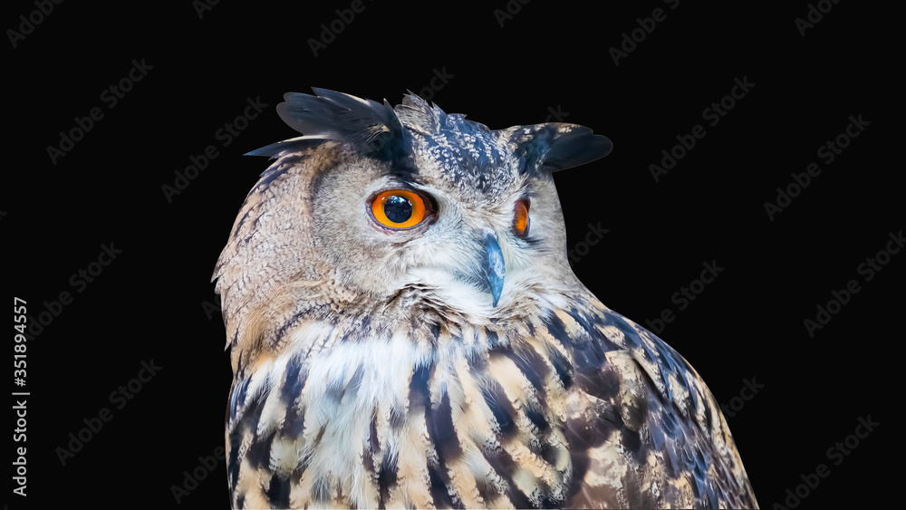 Owl on dark background. Owl on dark background.