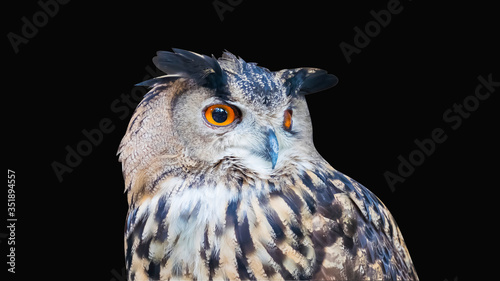 Owl on dark background.