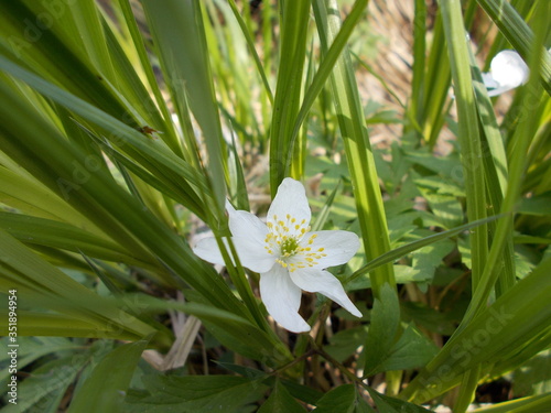 lily of the valley