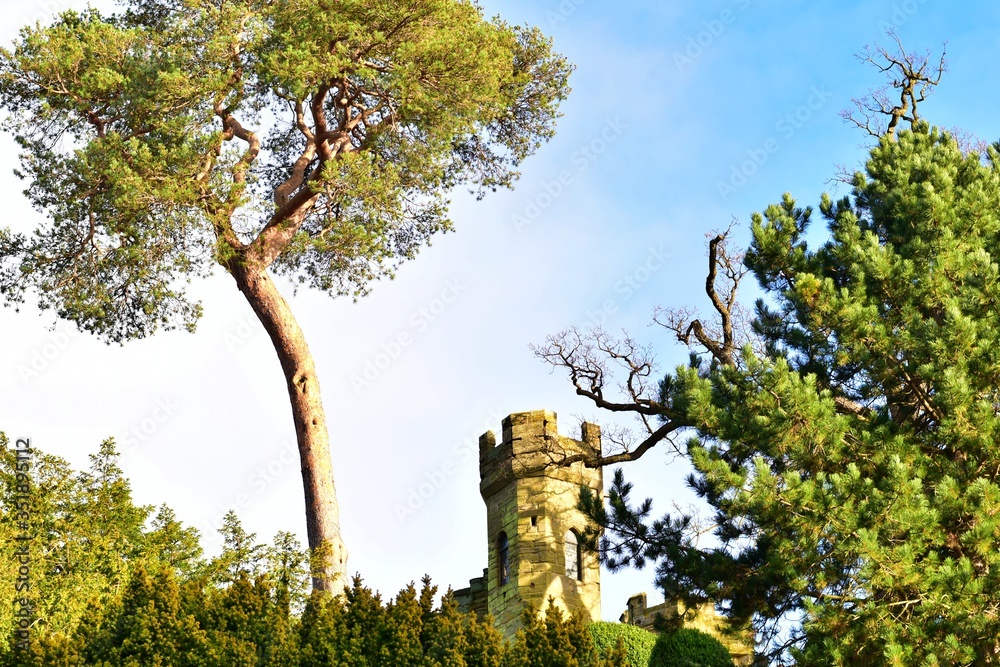 Fototapeta premium Castle behind tall trees 