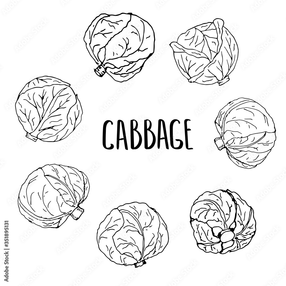 White cabbage, green cabbage heads objects. Vector illustration black