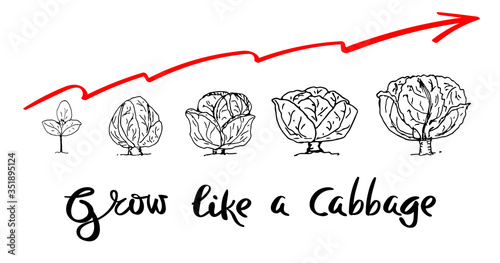 Cabbage growth process concept red chart. Vector illustration doodle on white background, isolated cut-out objects and lettering