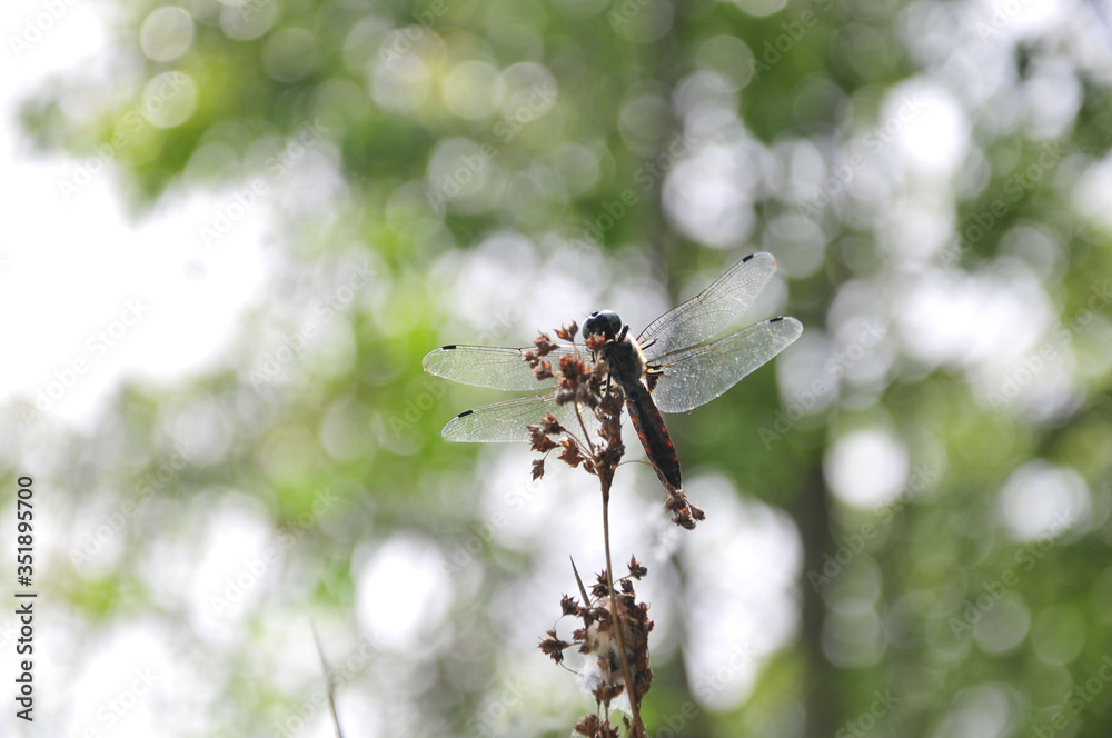 close up detail of dragonfly. dragonfly image is wild with green and bokeh background. close up detail of dragonfly. dragonfly image is wild with green and bokeh background.