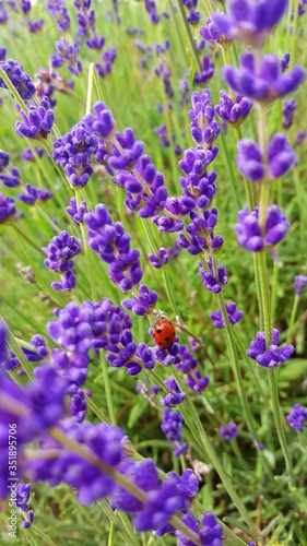 Ladybird ladybug on bright purple flowers