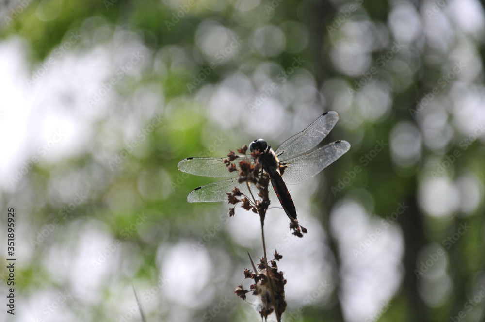 close up detail of dragonfly. dragonfly image is wild with green and bokeh background. close up detail of dragonfly. dragonfly image is wild with green and bokeh background.