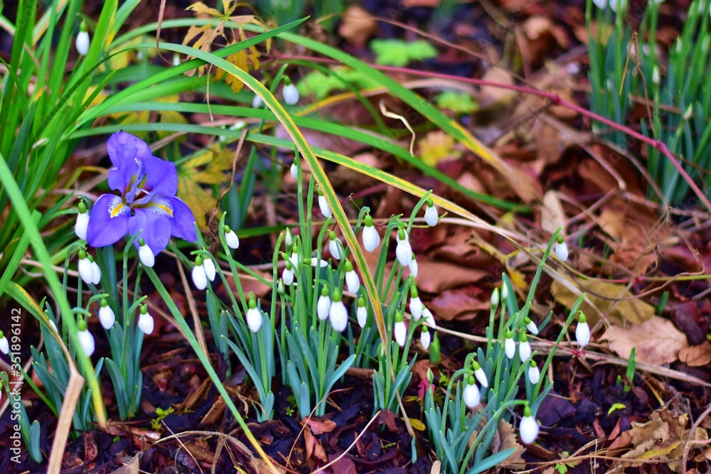 Snowdrops and Blue bright flower in the forest
Snowdrops and Blue bright flower in the forest